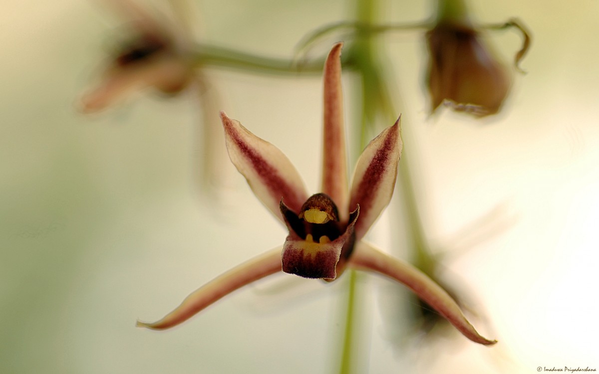 Cymbidium bicolor Lindl.